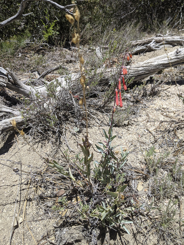 iNaturalist observation photo of scarlet bugler