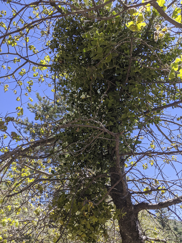 iNaturalist observation photo of oak mistletoe
