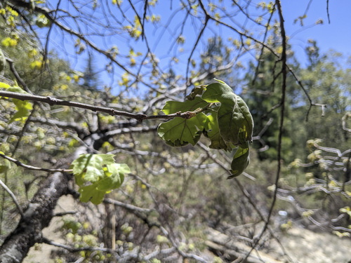 iNaturalist observation photo of California black oak