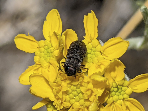 iNaturalist observation photo of Anthaxia