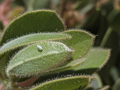 iNaturalist observation photo of Whiteflies