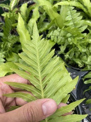 Blechnum gibbum