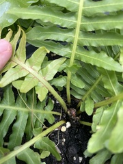 Blechnum gibbum