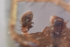 Xysticus kochi