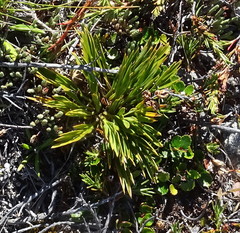 Aciphylla monroi