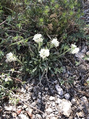 Oreocarya confertiflora
