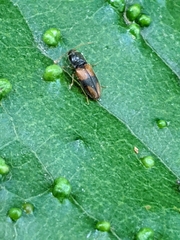 Horistonotus curiatus