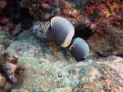 Chaetodon reticulatus