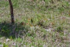 Castilleja coccinea