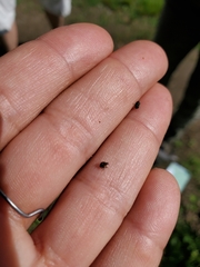 Rhinoncomimus latipes