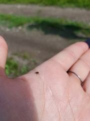 Rhinoncomimus latipes