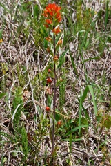Castilleja coccinea
