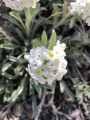 Oreocarya confertiflora