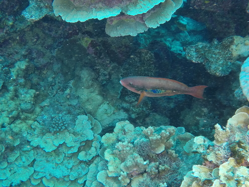 Scarus forsteni