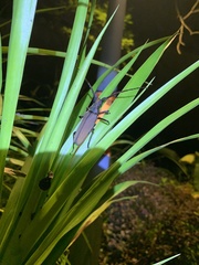Cerambycidae
