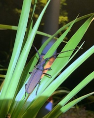 Cerambycidae