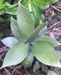 Ruscus