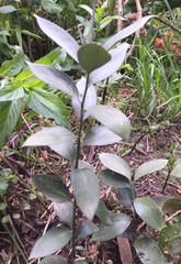Ruscus