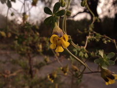 Tropaeolum brachyceras