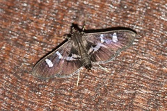 Desmia ploralis