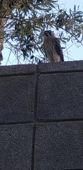 Falco sparverius