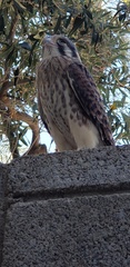 Falco sparverius