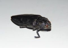 Chalcophora detrita