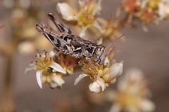 Aeoloplides fuscipes