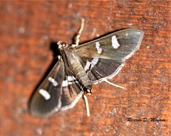 Desmia ploralis