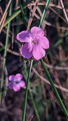 Dianthus pungens