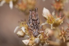 Aeoloplides fuscipes