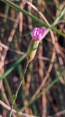 Dianthus pungens