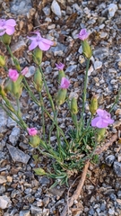 Dianthus pungens