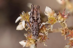 Aeoloplides fuscipes