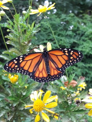 Danaus erippus