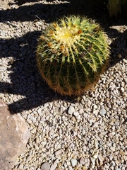 Kroenleinia grusonii