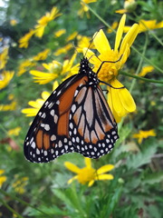 Danaus erippus