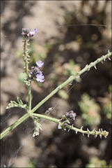 Verbena supina