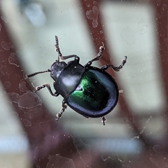 Leptinotarsa haldemani