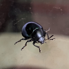 Leptinotarsa haldemani