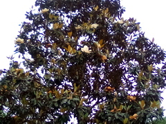 Magnolia grandiflora