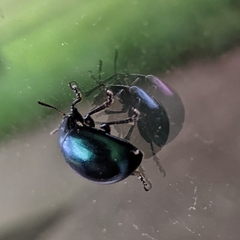 Leptinotarsa haldemani