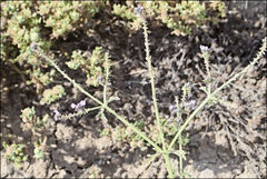 Verbena supina
