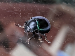 Leptinotarsa haldemani