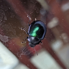 Leptinotarsa haldemani