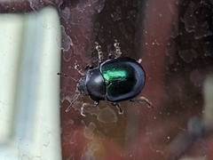 Leptinotarsa haldemani