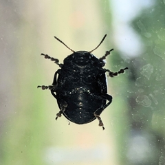 Leptinotarsa haldemani