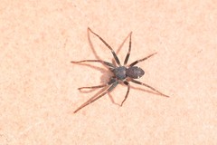 Pulchellodromus bistigma