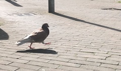 Columba livia domestica