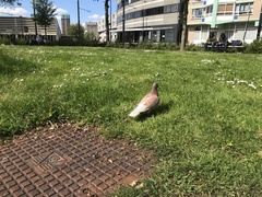 Columba livia domestica